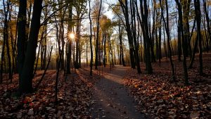 Lire la suite à propos de l’article Combien coûte la livraison de bois de chauffage en Belgique ?